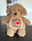 Labradoodle (C) bamse