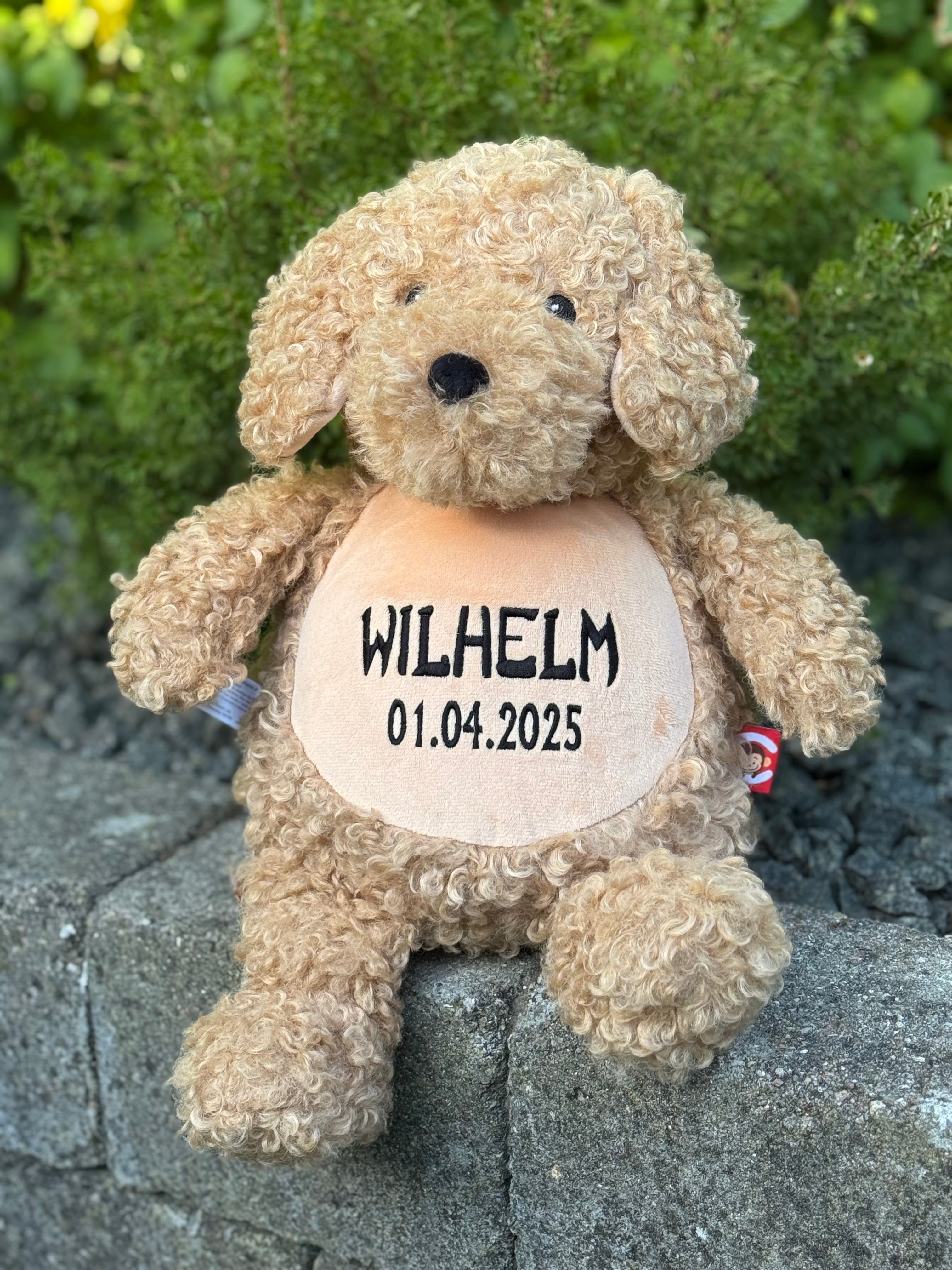 Labradoodle (C) bamse